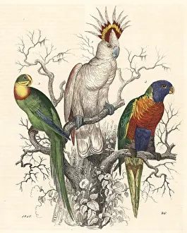 Lorikeet: Major Mitchell's cockatoo, superb parrot and