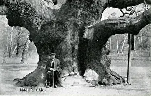 Sherwood: Major Oak, Edwinstowe, Nottinghamshire ?