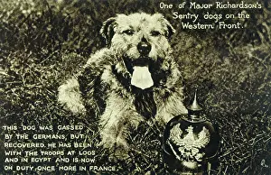Paul Keevil: MAJOR RICHARDSONS DOG