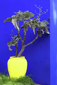 Merrakec: Majorelle Garden, Marrakech, Morocco