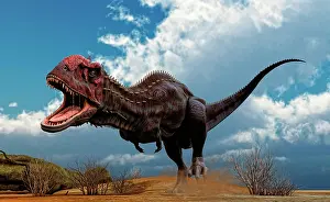 Ceratosaur: A Majungasaurus breaks into a run upon seeing prey