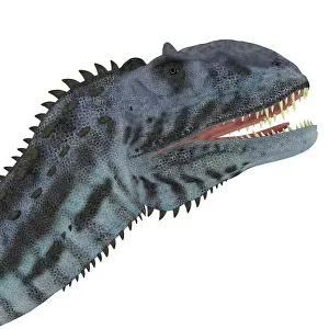 Megalosaurus: Majungasaurus dinosaur head