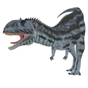 Megalosaurus: Majungasaurus dinosaur, white background