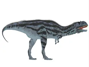 Megalosaurus: Majungasaurus dinosaur, white background