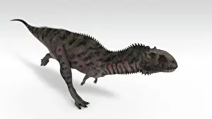 Carnotaurinae: Majungasaurus dinosaur, white background