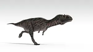 Carnotaurinae: Majungasaurus dinosaur, white background