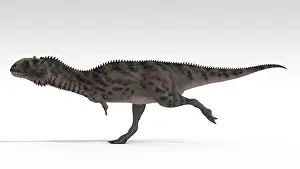 Carnotaurinae: Majungasaurus dinosaur, white background