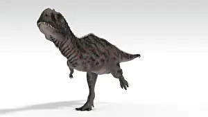Carnotaurinae: Majungasaurus dinosaur, white background