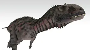 Carnotaurinae: Majungasaurus dinosaur, white background
