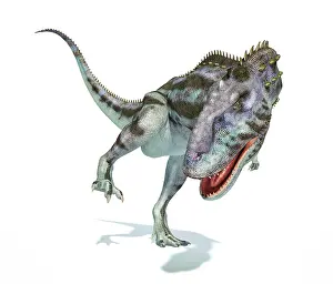 Ceratosaur: Majungasaurus dinosaur on white background