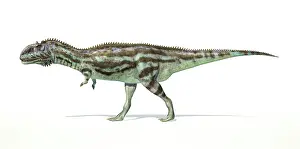 Markings: Majungasaurus dinosaur on white background