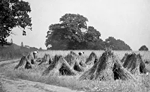 Sheaves: Making sheaves during haymaking, Victorian period