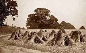 Sheaves: Making sheaves during haymaking, Victorian period