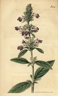 Malabar: Malabar catmint, Anisomeles malabarica