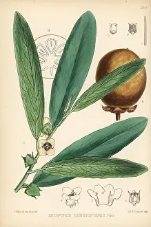 Ebony: Malabar ebony, Diospyros malabarica