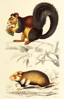 Malabar: A Malabar Giant Squirrel and a Hamster