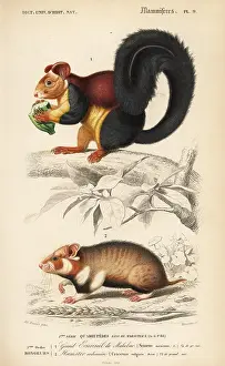 Malabar: Malabar giant squirrel, Ratufa indica, and