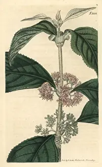 Malabar: Malabar hoary callicarpa, Callicarpa cana