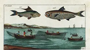 Malabar: Malabar thryssa, Bloch's gizzard shad, and