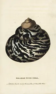 Malabar: Malabar tiger shell