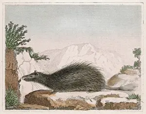 Porcupine: MALACA PORCUPINE