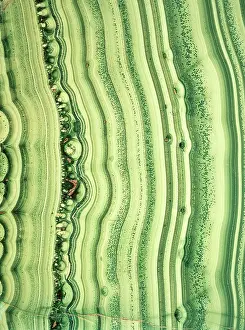 Stripey: Malachite