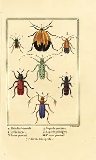 Malachite: Malachite beetle, net winged beetle, etc