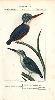 Malachite: Malachite kingfisher, Alcedo cristata, and