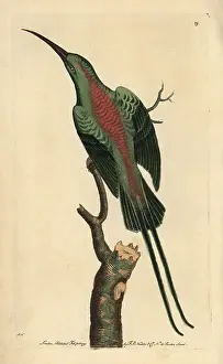 Malachite: Malachite sunbird or shining creeper, Nectarinia