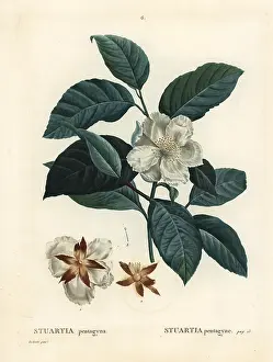 Poupee: Malachodendron pentagynum
