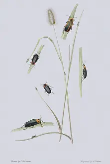 Arthropods: Malachuius Beetles