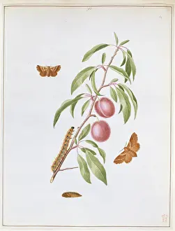 Rosales: Malacosoma castrense, plum lackey moth
