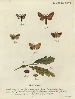 Esper: Malacosoma franconicum moth and festoon, Apoda limacodes