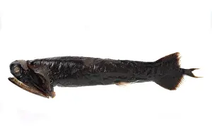 Dragonfish: Malacosteus niger, stoplight loosejaw