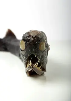 Dragonfish: Malacosteus niger, stoplight loosejaw