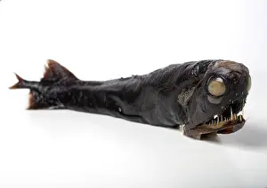 Dragonfish: Malacosteus niger, stoplight loosejaw