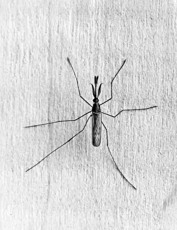 Anopheles: MALARIA MOSQUITO