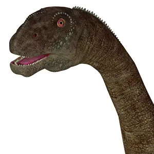 Close Up: Malawisaurus dinosaur head