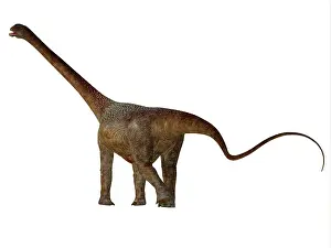 Titanosaur: Malawisaurus dinosaur, rear view