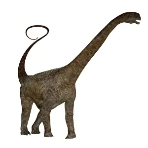 Malawisaurus: Malawisaurus dinosaur on white background