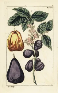 Gottlieb Tobias Wilhelm: Malay apple, Syzygium malaccense