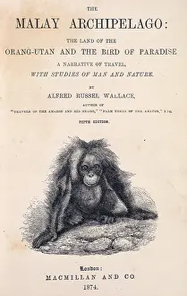 Orang: The Malay Archipelago