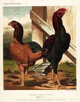 Cockfighting: Malay cock and hen