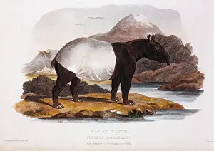 Tapir: Malay Tapir - Animal - Nature