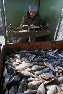 Malaya: Malaya Istra fish factory