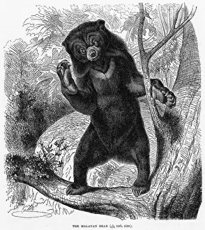 Malayan: MALAYAN BEAR