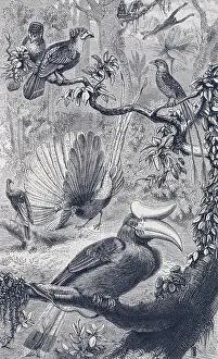 Malayan: A Malayan forest, with its characteristic birds