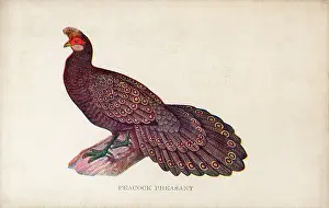 Polyplectron: Malayan Peacock-Pheasant