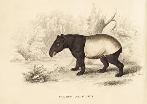 Indicus: Malayan tapir, Tapirus indicus. Endangered
