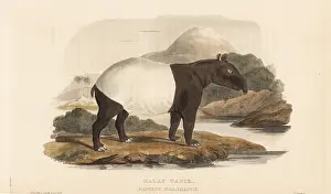 Indicus: Malayan tapir, Tapirus indicus. Endangered